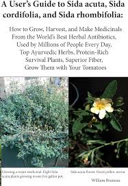 Image result for Sida acuta