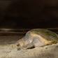 Sea Turtle Patrol event image
