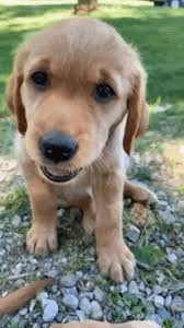 Puppy Love Smile Sticker By Whimzees For Ios Android Giphy