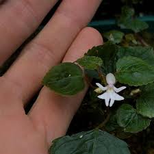 Image result for Impatiens bequaertii