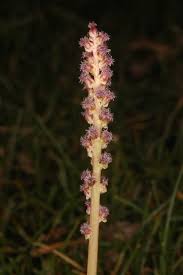 Image result for Juncaginaceae