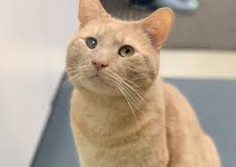 Our skilled vet team is devoted to making all your beloved animals' lives healthier. St Francis Animal Hospital North Huntingdon Veterinary Hospital