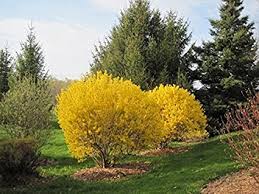 Forsythia flowers spread a breathtaking beautiful yellow colored blanket wherever they are grown that simply forsythia is an early spring flowering shrub that is particularly known for its burst of the. Lynwood Gold Forsythia Lebende Pflanzen Uber 60 Cm Hoch Amazon De Garten