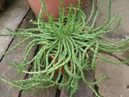 Removing these pups will refocus energy into the parent plant's growth and give you some. How To Grow And Care For A Medusa S Head World Of Succulents
