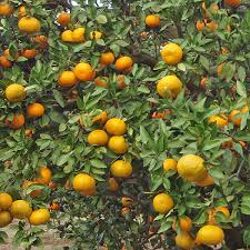 Check spelling or type a new query. 4 5 Year Old Saint Anne Satsuma Orange Tree