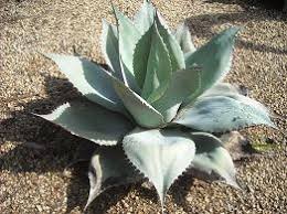 Image result for Synadenium cameronii