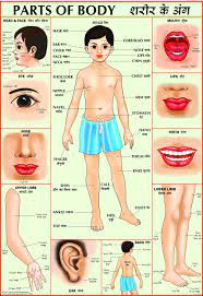 Internal parts of the body. Body Parts Chart Images Canada