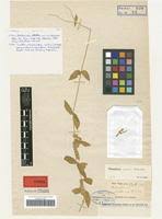 Image result for Cerastium indicum