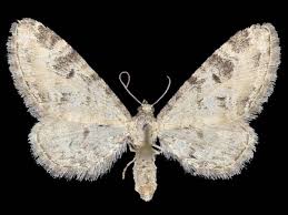 Image result for Eupithecia actaeata