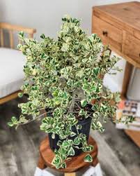 Image result for Ficus triangularis