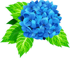 ✓ free for commercial use ✓ high quality images. Hydrangea Flower Clipart Free Download Transparent Png Creazilla