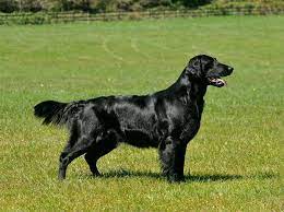 A combination of the two breeds could result in a golden retriever looking dog with shorter hair. Flat Coated Retriever Ausfuhrliche Rassebeschreibung Deutscher Retriever Club E V