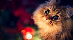 Res 1920x1080 Christmas Cat Wallpapers Cat Wallpaper Animal Wallpaper Christmas Cats