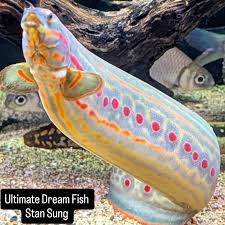 Image result for Aptosimum elongatum