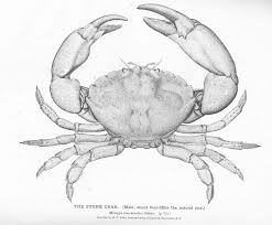 Florida Stone Crab Wikipedia