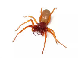 In the super simple version, children can have fun pretending to be a tiny. What Kind Of Spiders Are The Tiny Gnat Sized Spiders That I Am Currently Finding All Over My House Are They At All Dangerous I Swear I Kill Them And Knock Down