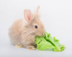 Iceberg lettuce does have small amounts of fiber, potassium, zinc, calcium, folate, vitamin a, and vitamin k, she tells self. Iceberg Lettuce Could Kill Your Rabbit 7 Surprising Foods You Shouldn T Feed Your Bunny Keeping It Pawsome