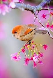 Free hd wallpaper, images & pictures of birds bird, download photos of animals for your desktop. Pin By Doris Lucci On Songbird Motel Beautiful Bird Wallpaper Beautiful Birds Birds Wallpaper Hd