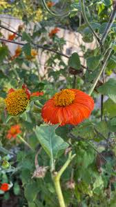 Image result for Tithonia