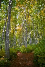 download aesthetic trees wallpaper cellularnews download aesthetic trees wallpaper