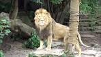 Lion King in Artis Zoo Amsterdam Holland - Zoo Artis Mufasa ... - YouTube