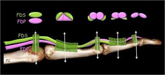 We did not find results for: Bifascicular Nature Of The Flexor Digitorum Profundus And Flexor Pollicis Longus Tendons Forgotten Anatomical Characteristics Rediscovered With Us Imaging Springerlink