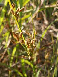 Image result for Fimbristylis