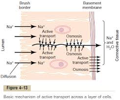We did not find results for: Active Transport Through Cellular Sheets