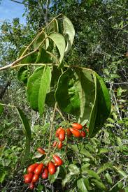 Image result for Rourea