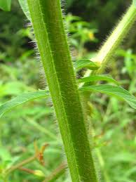 Image result for Ludwigia leptocarpa