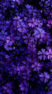 Lila Blumen Schoner Hintergrund Blumen In 2021 Purple Flowers Wallpaper Purple Wallpaper Flower Wallpaper