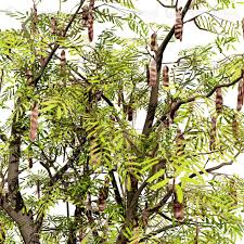 Image result for Acacia brevispica