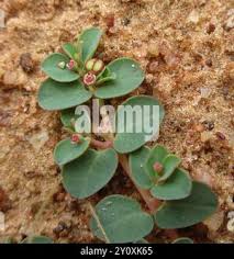 Image result for Euphorbia inaequilatera