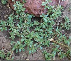 As a vapor, be used to alleviate cold symptoms or asthma. Foraging Wild Edible Purslane Steemit