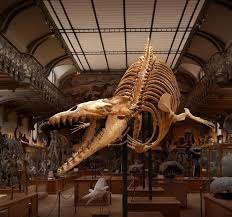 Le Cynthiacetus Mechant Grand Pere Des Baleines Museum Histoire Naturelle Histoire Naturelle Et Museum National D Histoire Naturelle