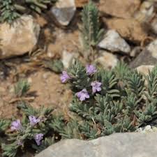 Image result for Scleria bambariensis
