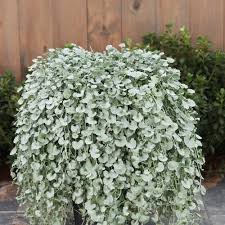 Image result for Dichondra