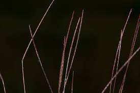 Image result for Microchloa