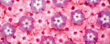 Free Flowers Wallpapers Wallpaper Cave Blue flower abstract wallpaper for mobile phones tablet and computer 3840×2160. free flowers wallpapers wallpaper cave