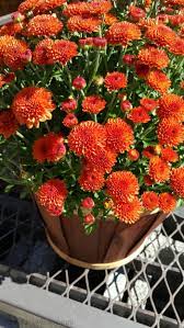 Mums are easy to grow and care for. How To Care For Mums Aka Chrysanthemums Reuse Grow Enjoy