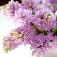 Image result for Criscianthus