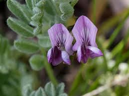 Image result for Astragalus