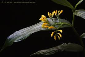 Image result for Corymborkis corymbis