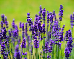 We did not find results for: Prettiest Evergreen Plants For Year Round Garden Color Homes Gardens