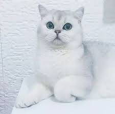British Shorthair Kedi Ingiliz Kedisi