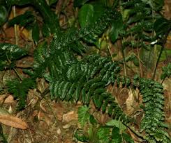 Image result for Asplenium preussii