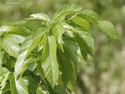 Image result for Grewia glandulosa