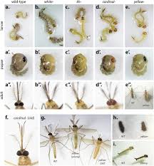 D & d pest control 1825 e 21st st, merced 95340. Evaluation Of Pigmentation Gene Knock Outs By Crispr As Potential Targets For The Genetic Engineering Of Culex Quinquefasciatus Biorxiv