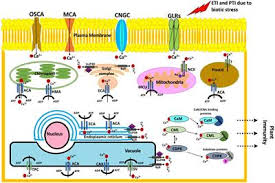 Empirical treatment of bowel dysbiosis is unacceptable. Frontiers Plant Defense Responses To Biotic Stress And Its Interplay With Fluctuating Dark Light Conditions Plant Science