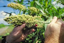 Image result for Sorghum